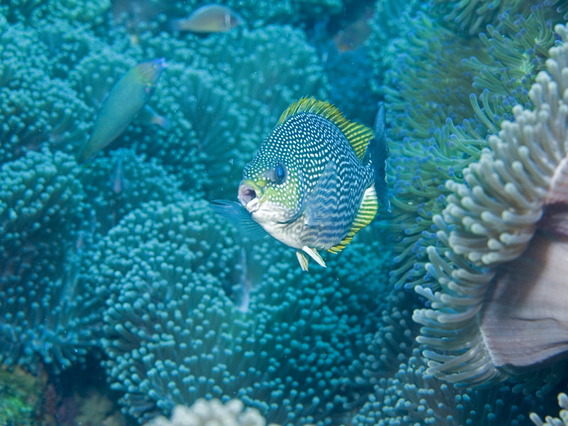 Fish, Chumpon Pinnacle